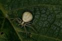 Misumena_vatia_D5213_Z_90_Les Gris_Frankrijk